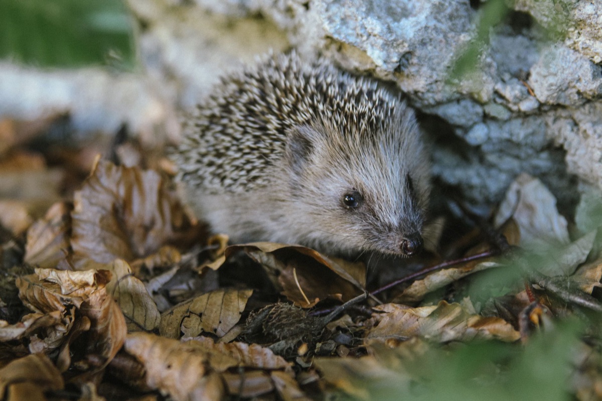 Ein süßer Igel als Haustier