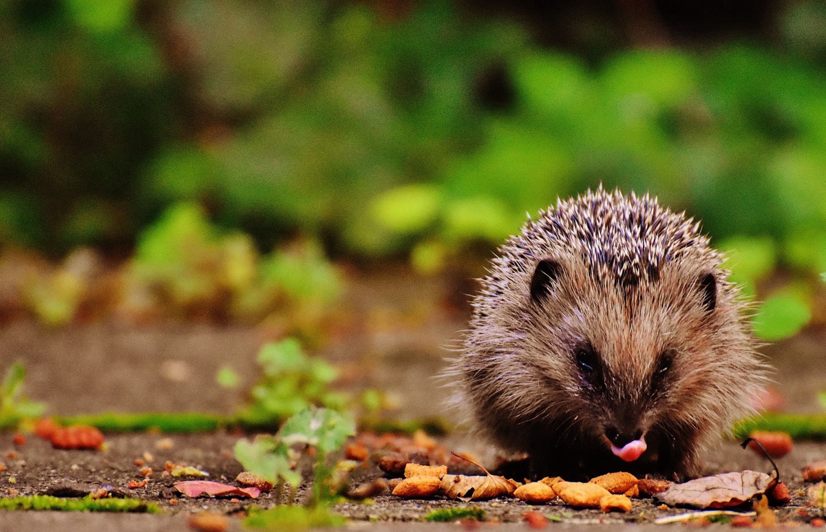 Hochwertiges Futter für Igel