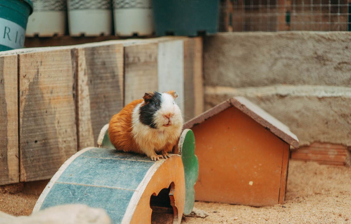 A clean and well-equipped habitat for a pet hedgehog