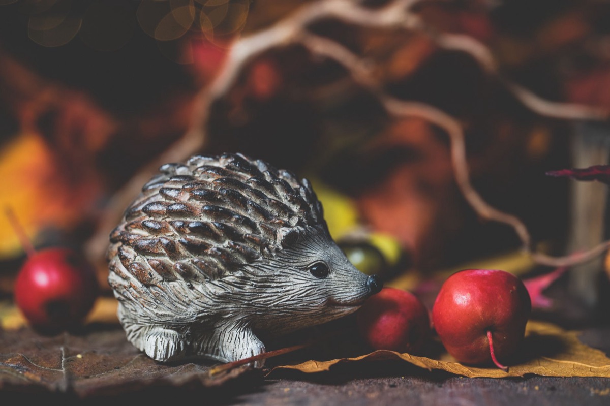 A cute hedgehog exploring a safe surface in natural light