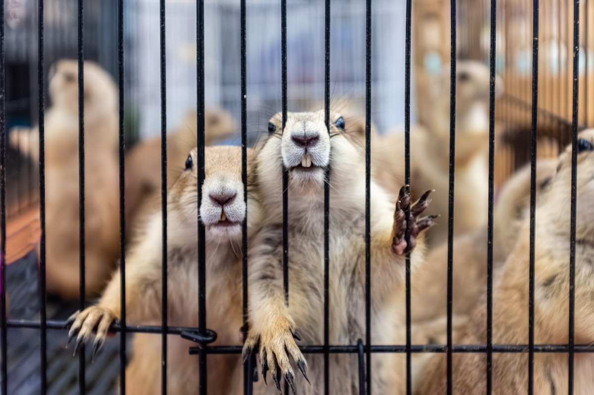 Cage de transport ou enclos sécurisé pour petit animal