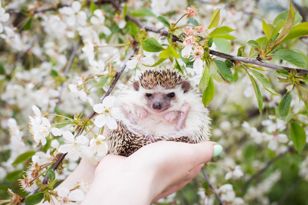 ハリネズミのためのケージと飼育用品