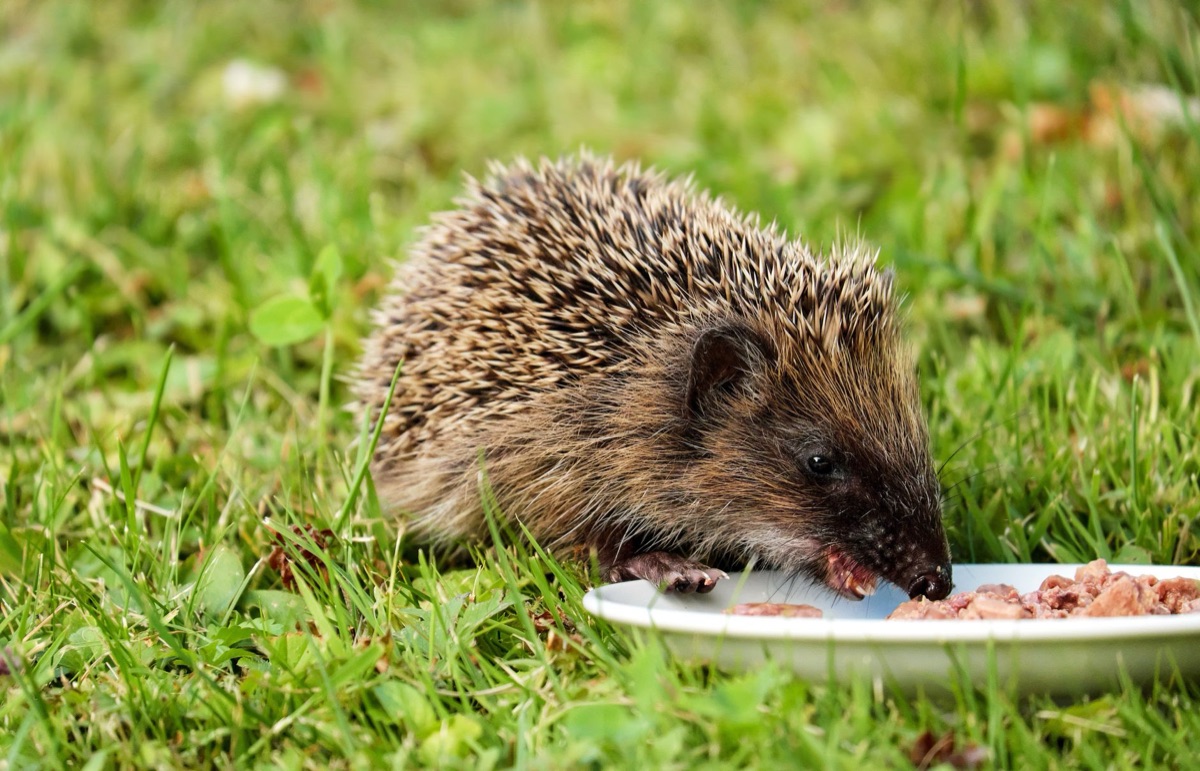 ハリネズミ用の栄養バランスが取れた餌