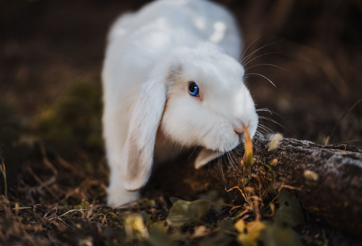 Conejo de raza Holland Lop comiendo vegetales frescos.