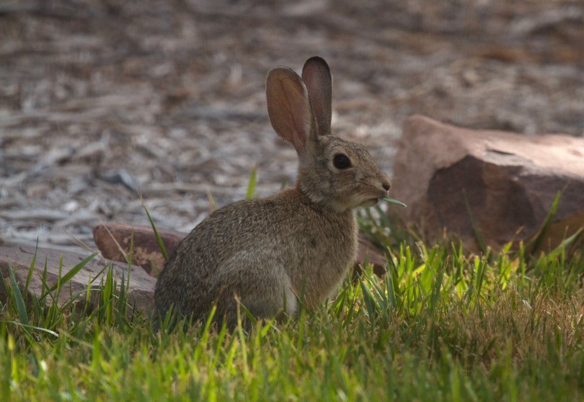 Un lapin mangeant de la salade fraîche.
