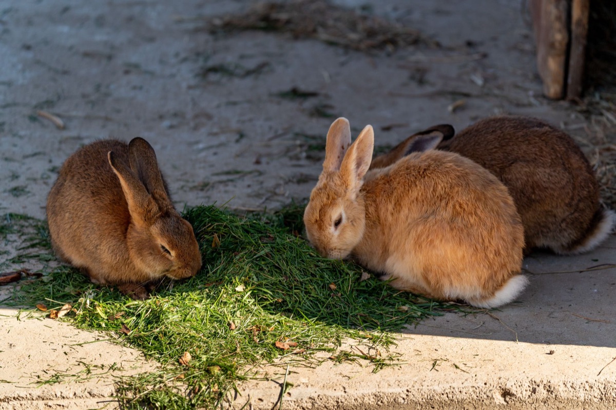Un lapin actif dans son espace de jeu.