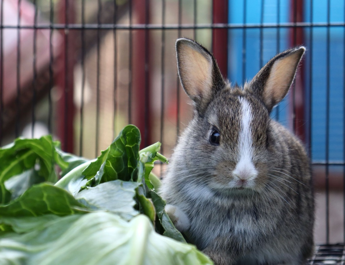 Coelho comendo vegetais frescos e saudáveis.