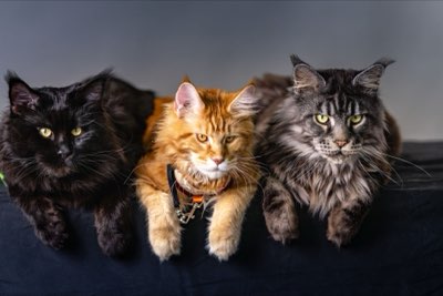 Brushing vs. Bathing: Essential Guide to a Healthy Cat Coat
