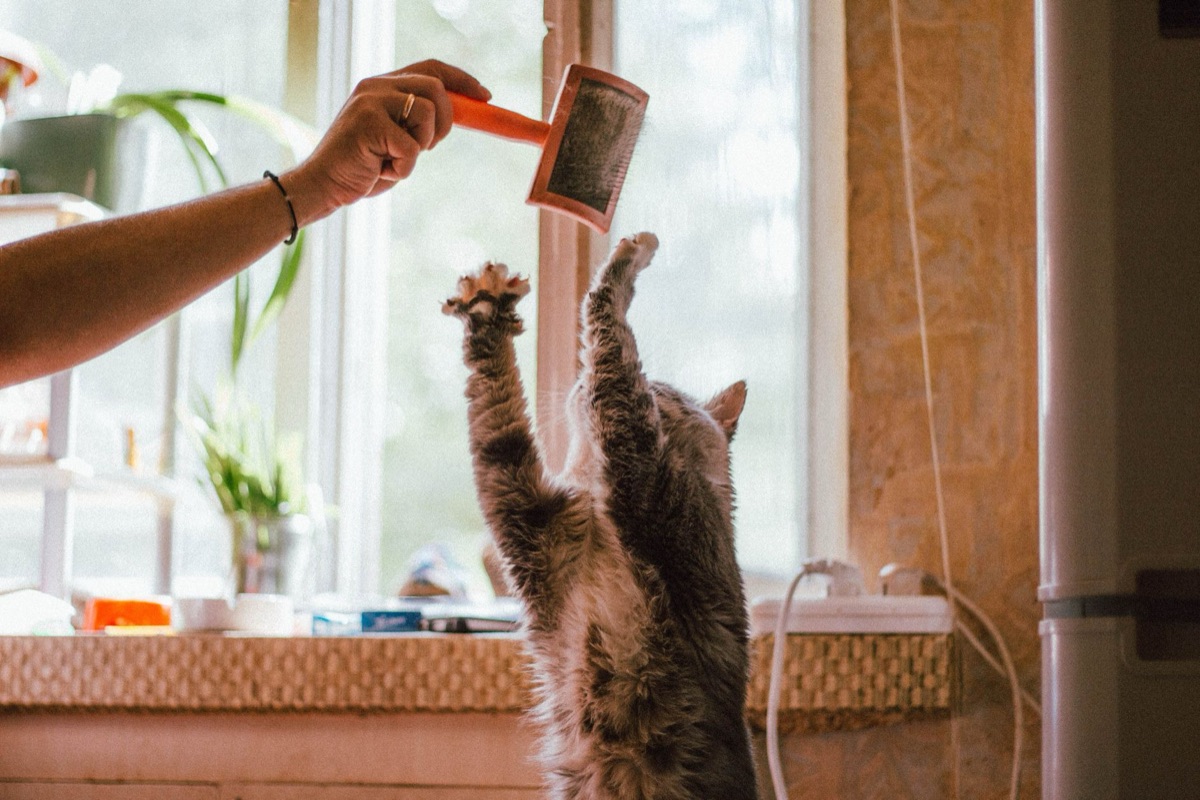 Close-up of a shedding cat being brushed