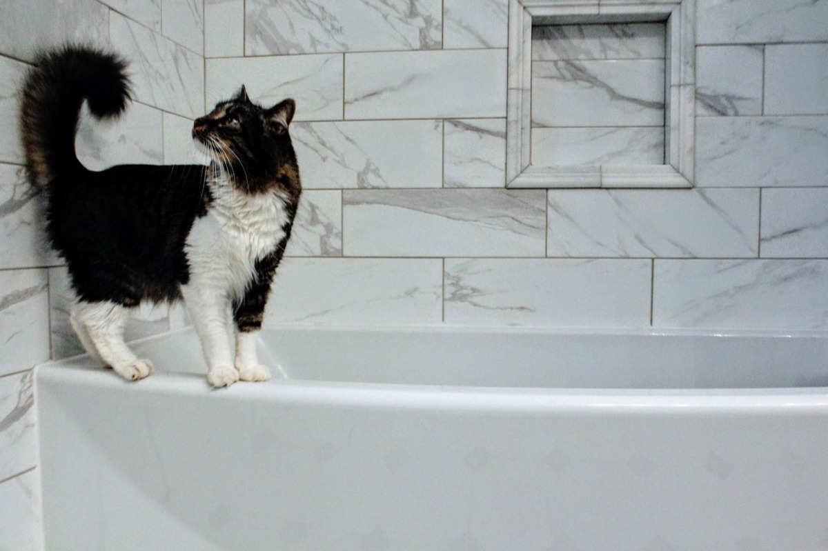 Artículos de baño para gatos