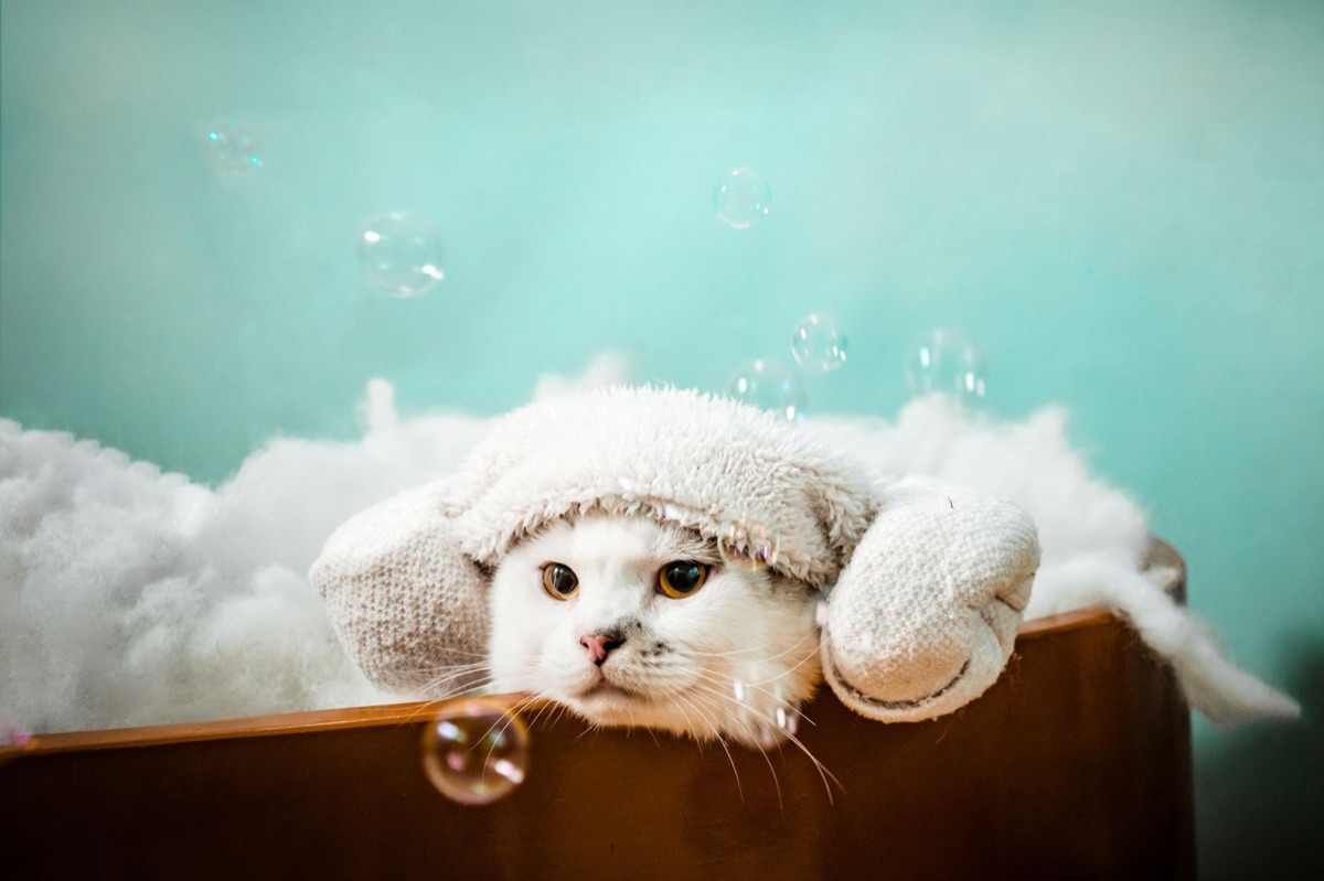 Matériel de bain pour chat