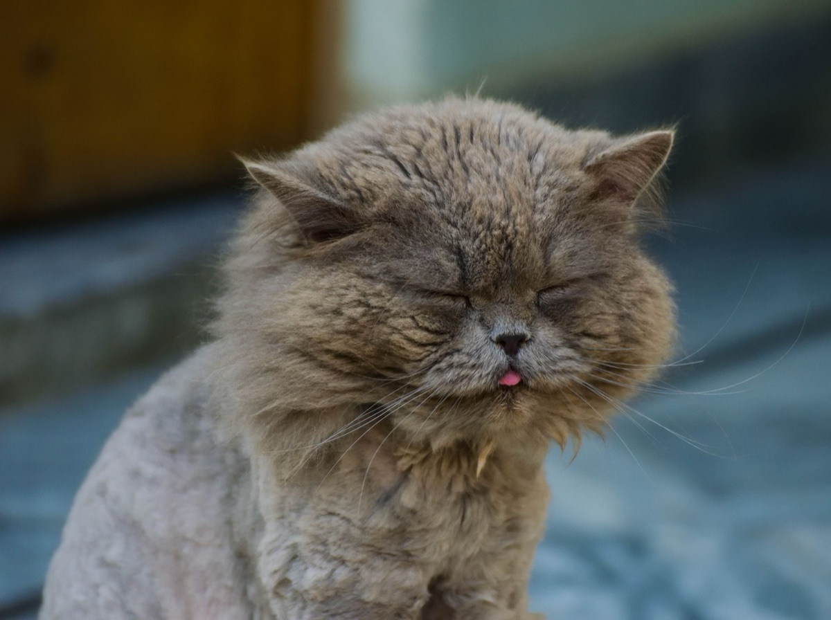 Pelage de chat