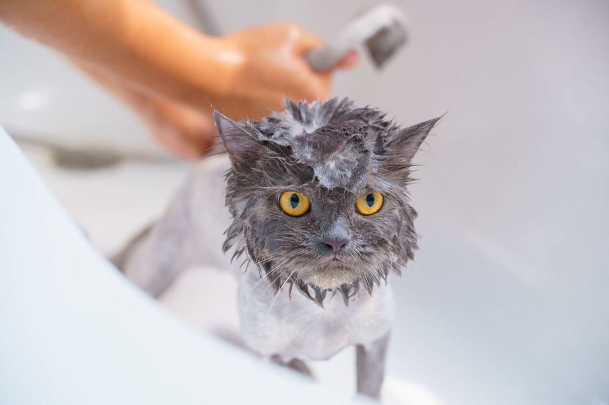 Bagno per gatto