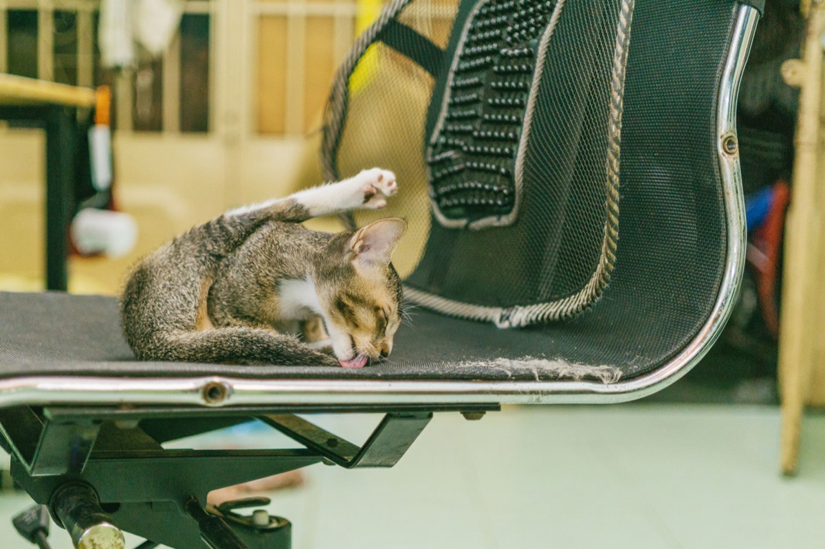 Muta del gatto