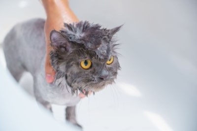 Vachtgezondheid Kat: Waarom Borstelen Beter Is dan Wassen