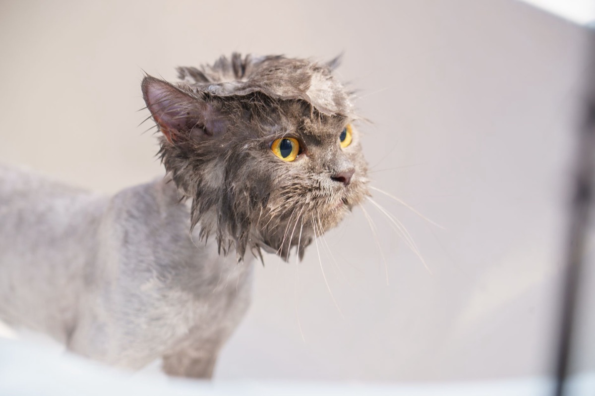 Gedetailleerde shot van kattenbadbenodigdheden