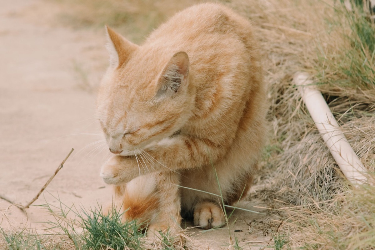 Los geworden kattenharen op vloer