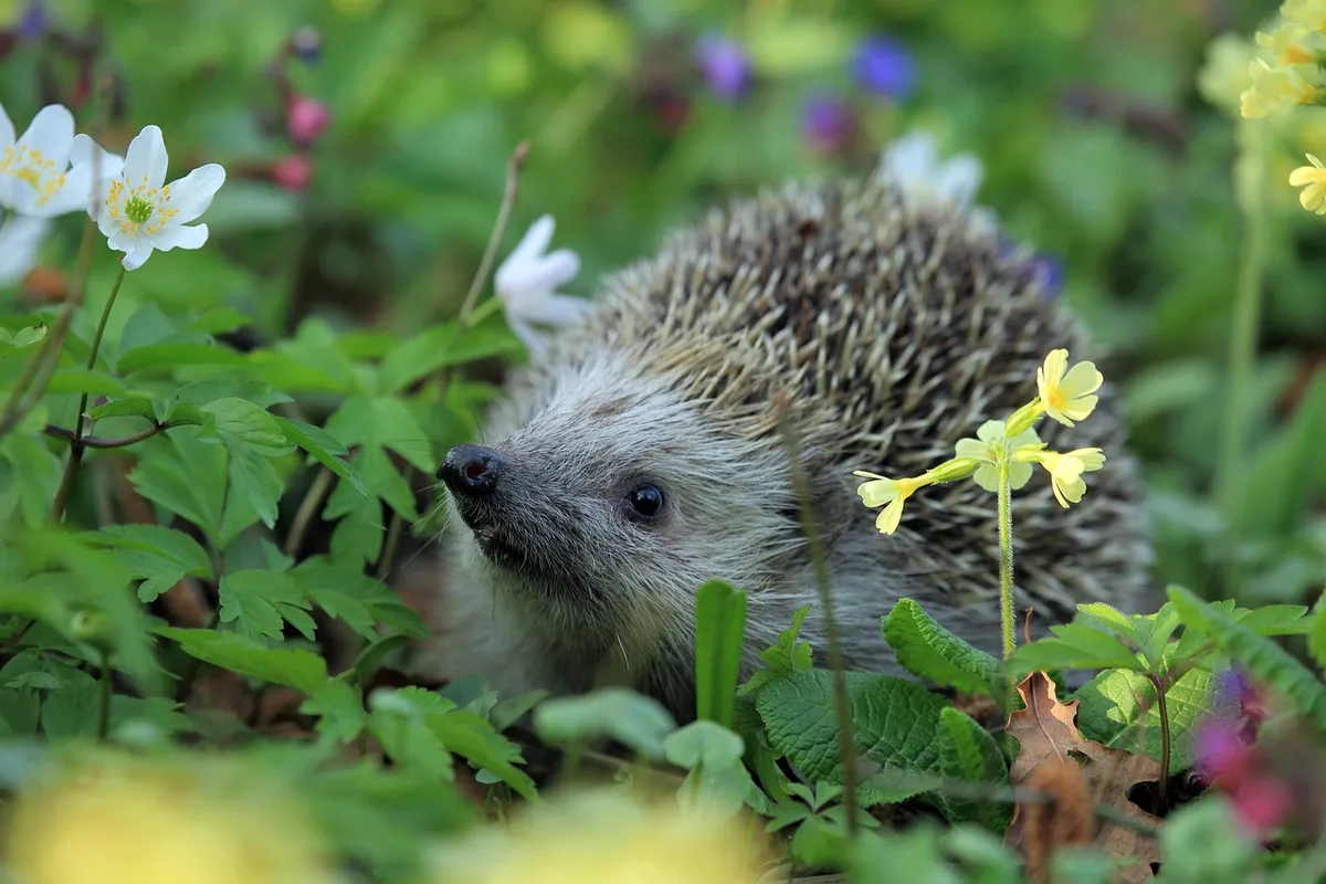 hedgehog, animal, plants, nature, rodent, mammal, spikes, pet, garden, outdoors, closeup
