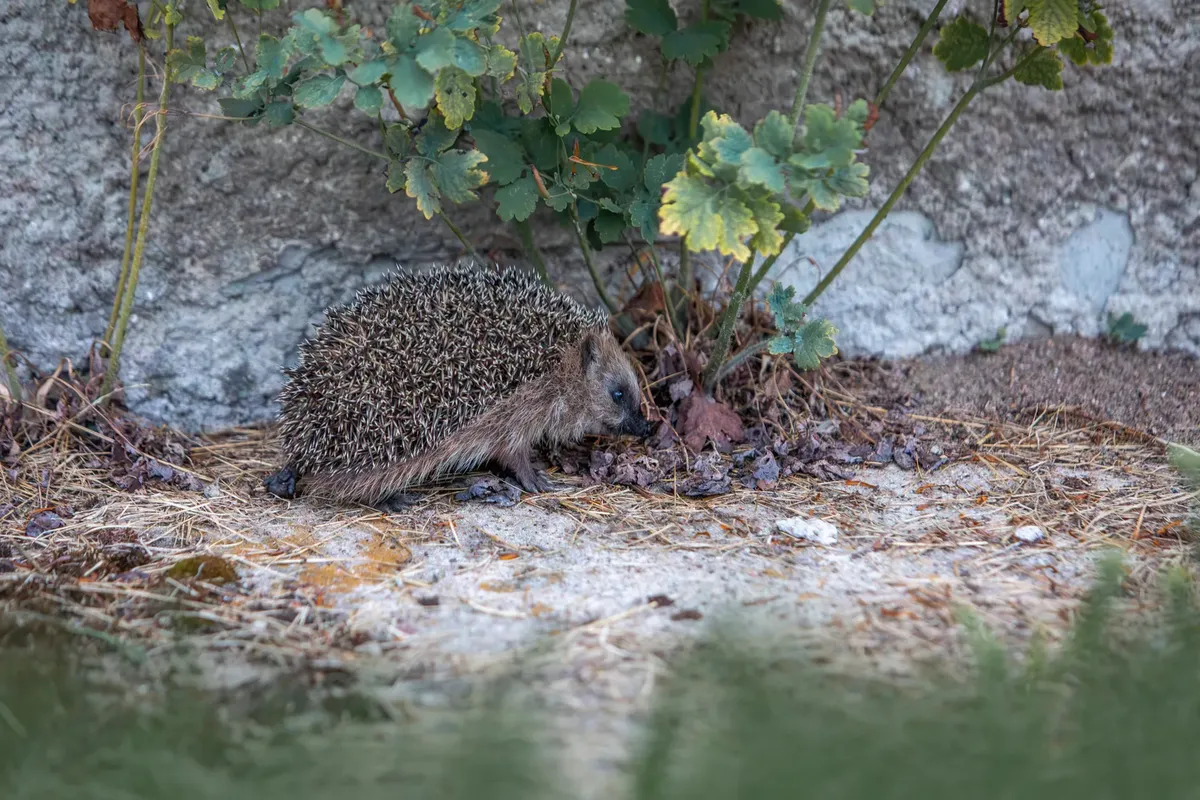 A European hedgehog explores its garden habitat during daytime, highlighting natural wildlife behavior.
