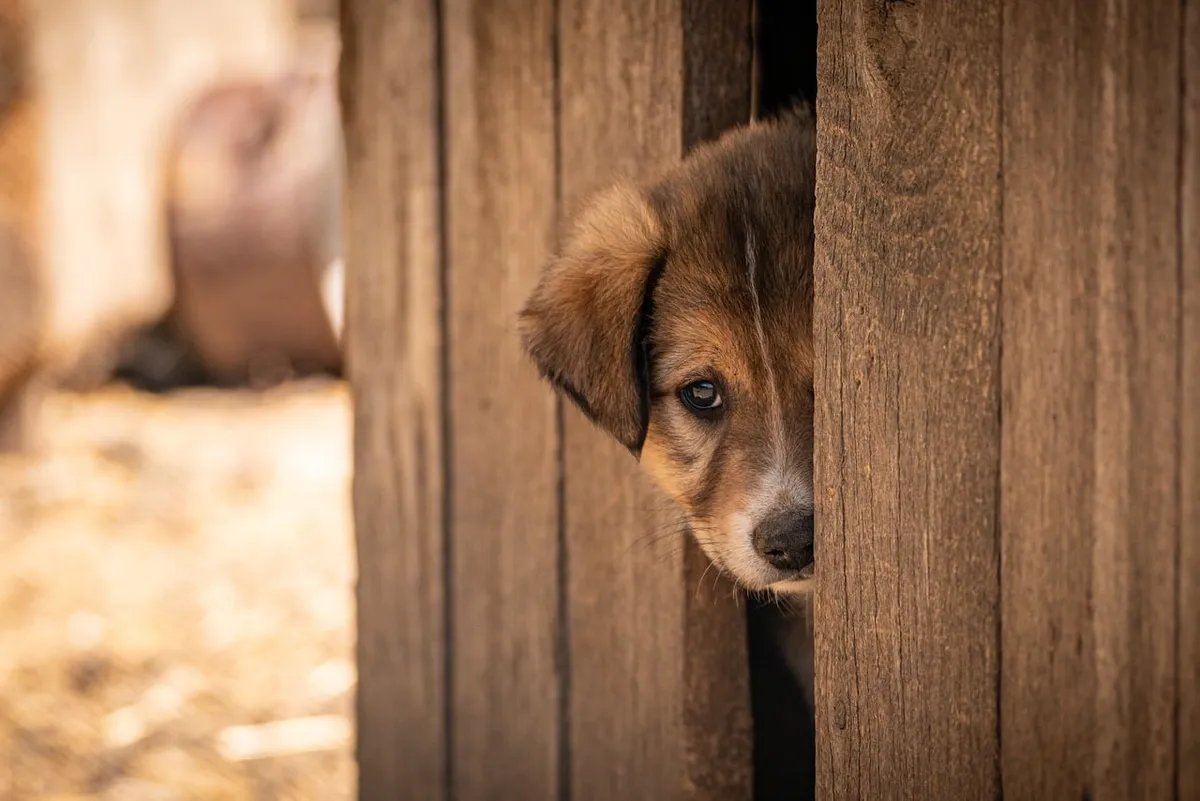 pet, dog, adopted, adoption, animal, cute, shelter, nature, puppy, afraid, alone