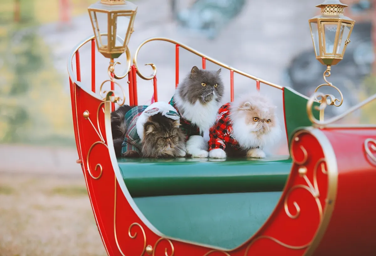 christmas, sleigh, holiday, pet, cat, animal, persian cat, cat clothes, sweaters, seasonal, advent, xmas, nature, cute, adorable, happy, festive, fluffy, celebr