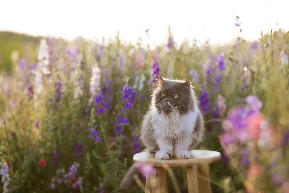 cat, persian, purebred, flower, flower wallpaper, field, violets, wildflowers, kitty, gorgeous, flower background, stunning, summer, sunset, beautiful flowers,