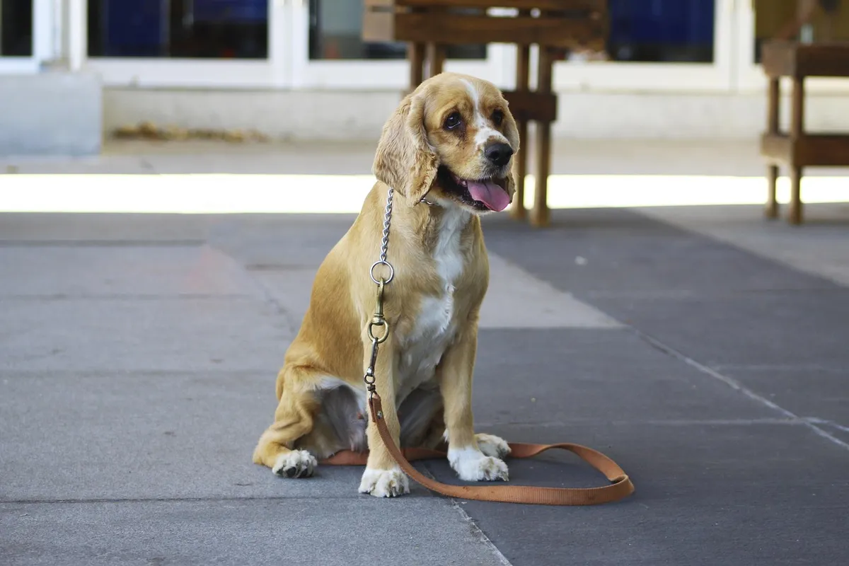 perro, stay, dog command, dog obedience, obedience training, trust, happy dog, calm, dog training, cocker spaniel, dog training, dog training, dog training, dog