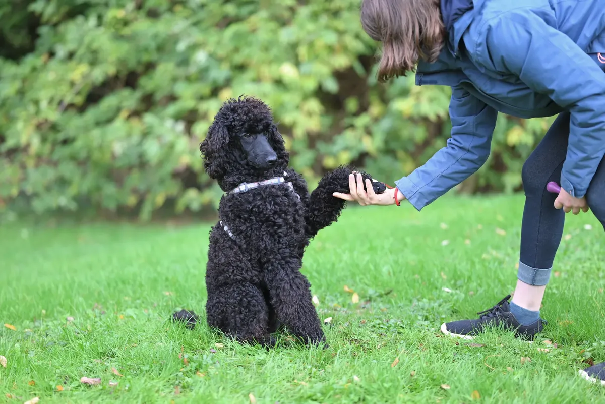 黒いポーチ犬が所有者と手を合わせるシーン、訓練の瞬間を示す