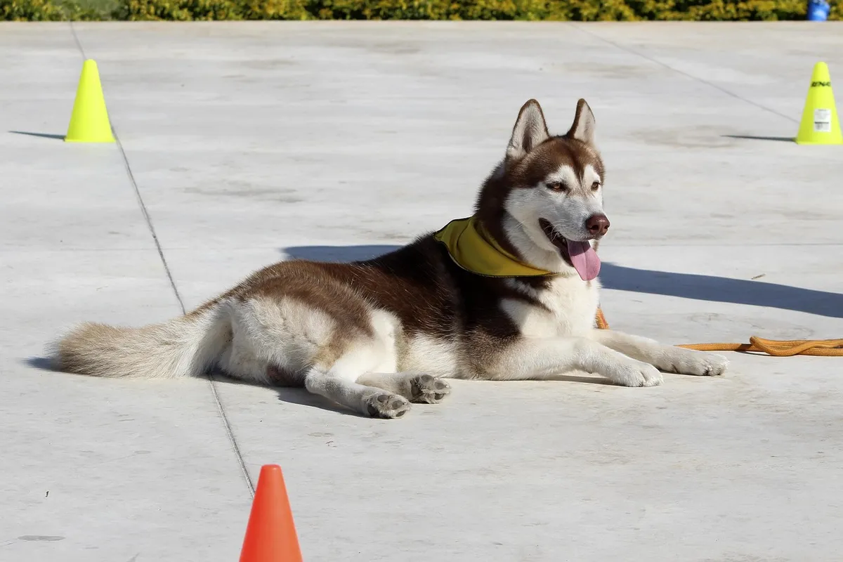ポーチ、信頼、関係、愛、犬の愛、犬の訓練、愛情の表現、共存、尊敬、幸せな犬、ステイ、落ち着き、幸せ、犬のコマンド、従順性訓練