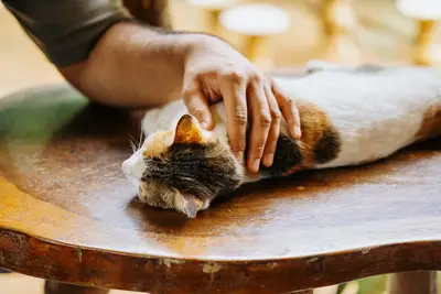 Mascota cambio psíquico dueño: guía para el bienestar animal