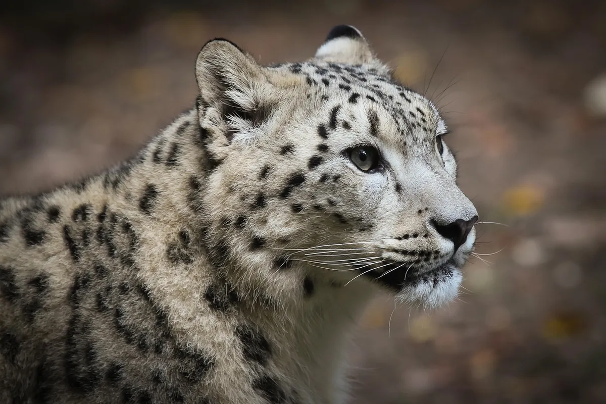 snow leopard, pet, leopard, big cat, predator, cat, nature, carnivores, snow, animals, animal, mammal, wildcat, stains, hunter, fur, climate change, wildlife, p