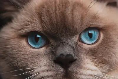 Cat blue tumor diagnosis: Imaging and clinical observation