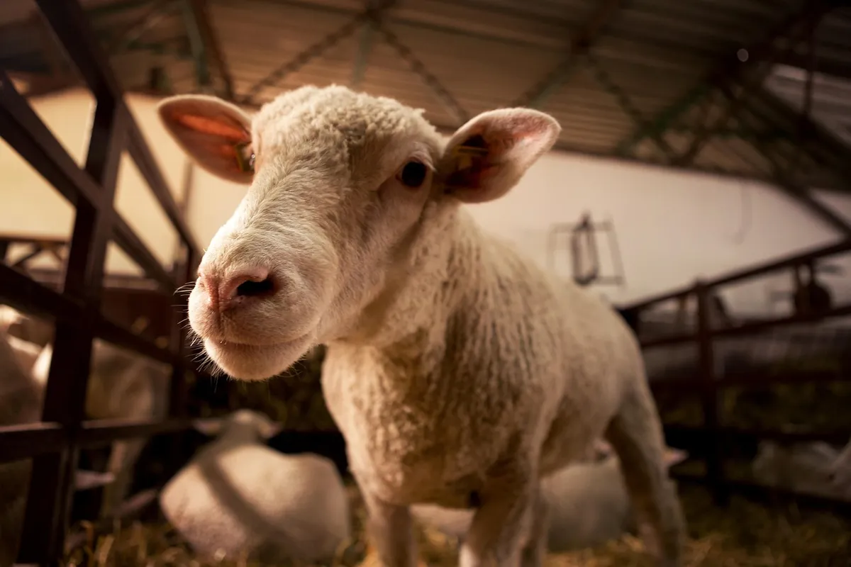 sheep, lamb, nature, livestock farming, livestock, animal, barn, animal husbandry