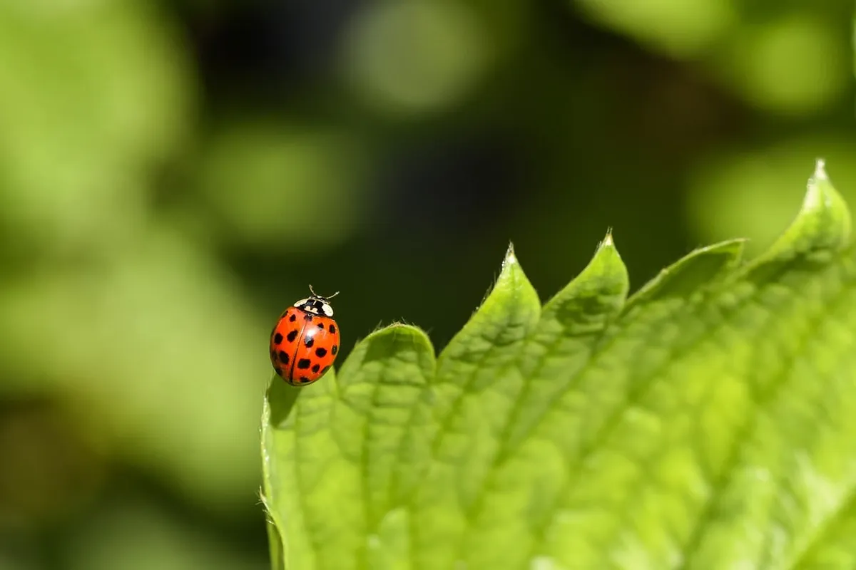 ladybug, nature, beetle, insect, close up, animal, macro, fauna, summer, plant, dotted, garden, spring, species, red