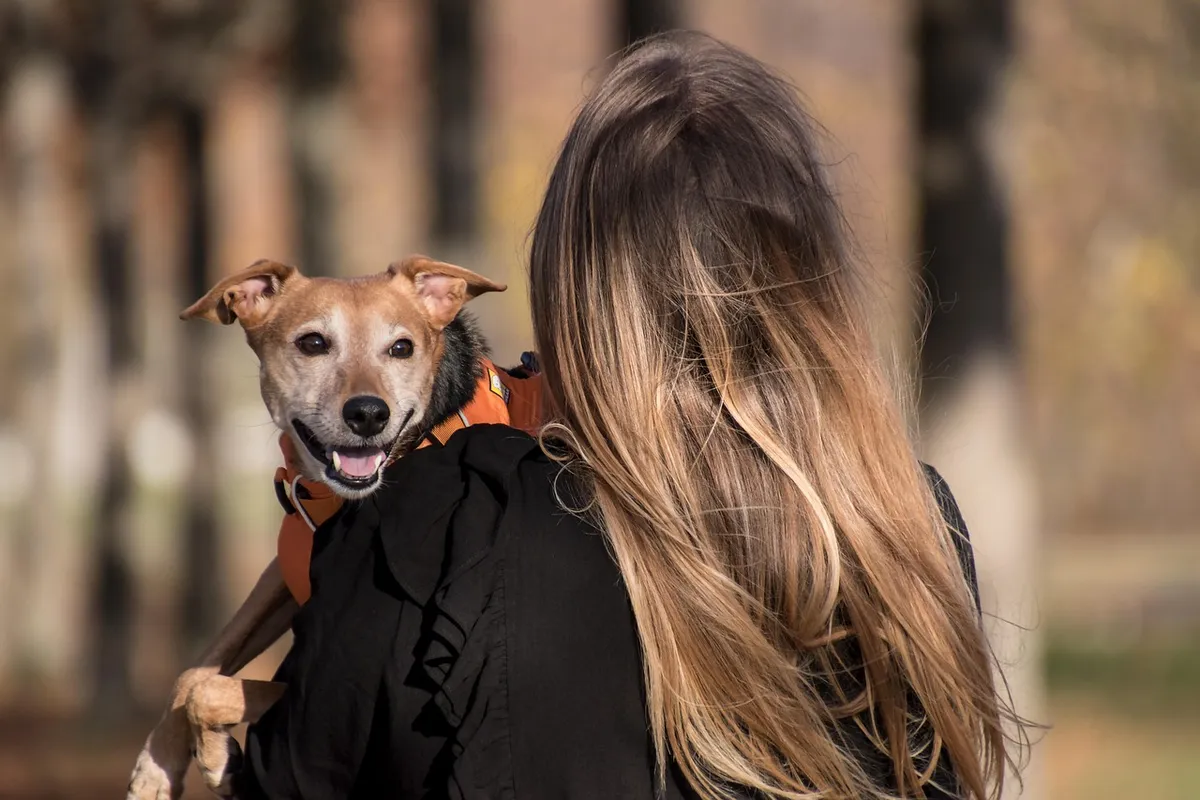dog, pet, pet owner, animal, owner, nature, domestic dog, canine, harness, dog harness, mammal, cute, adorable, woman, female, outdoors, Saxony, Germany, Leipzi