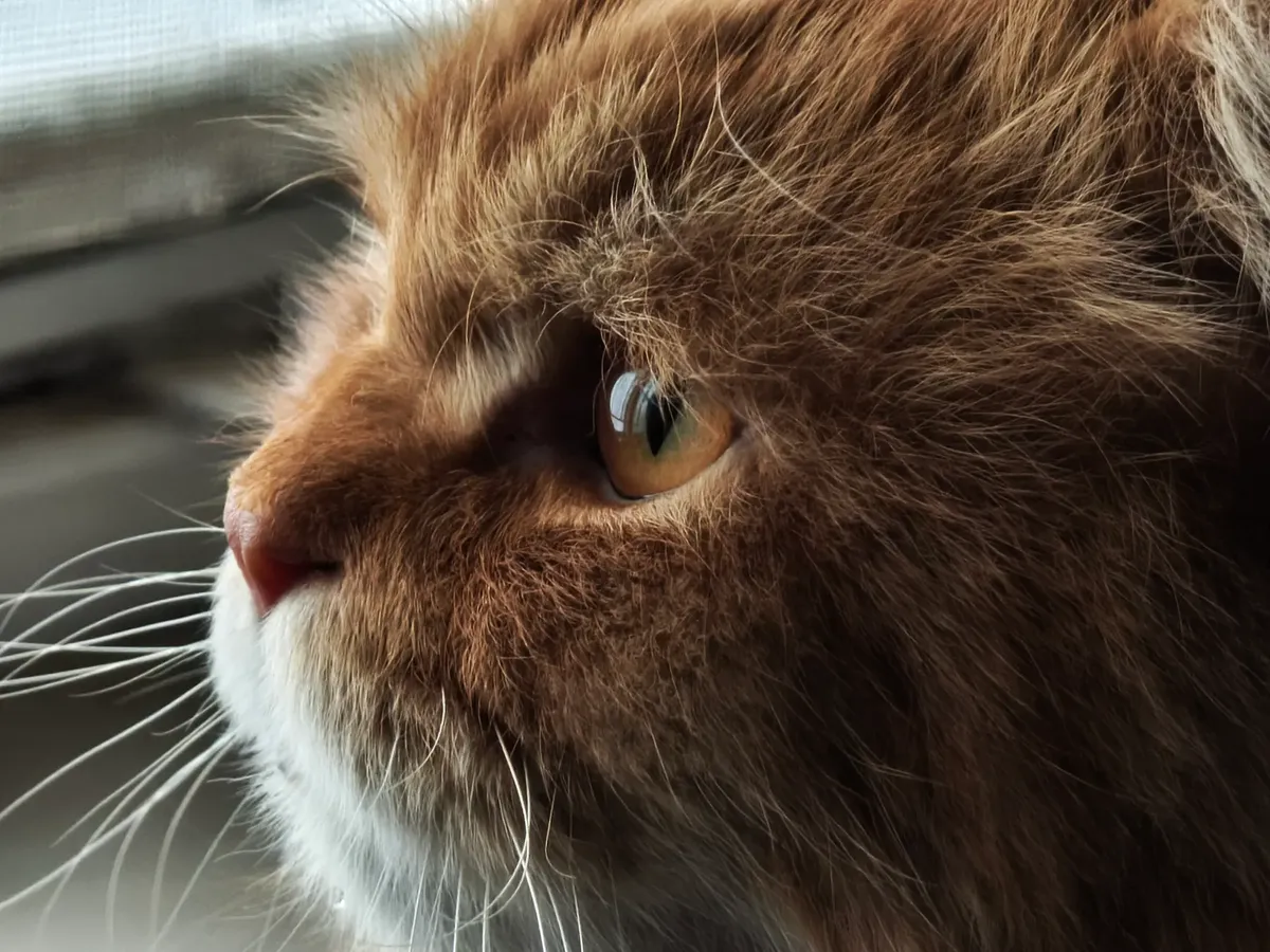 Detailed side view of a Persian cat looking out a window, showcasing its fluffy fur and deep gaze.