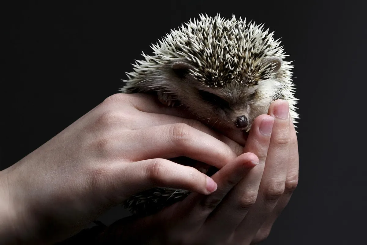 animal, hedgehog, pet, mammal, nature, species, fauna, prickly