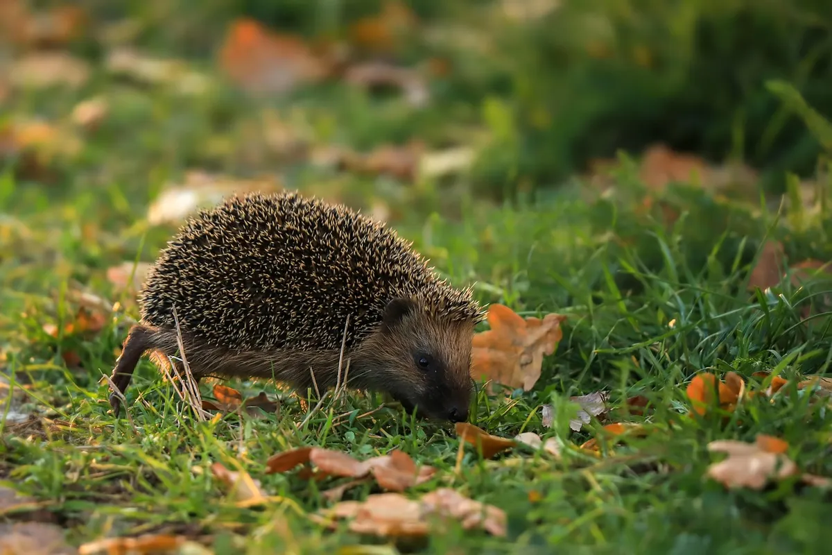 animal, hedgehog, mammal, insectivorous, gardens, grass, autumn, thorns, nature