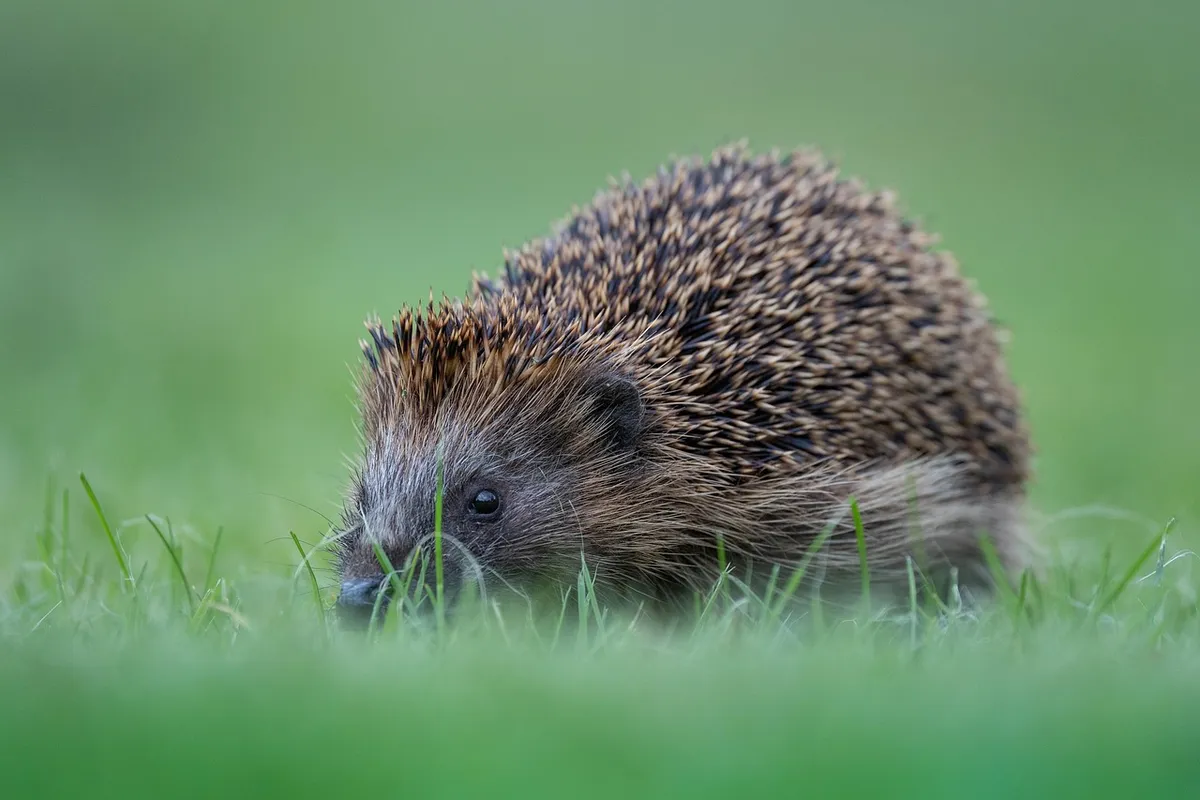 hedgehog, cute, prickly, animals, forest animals, spur, nature, mammal, food