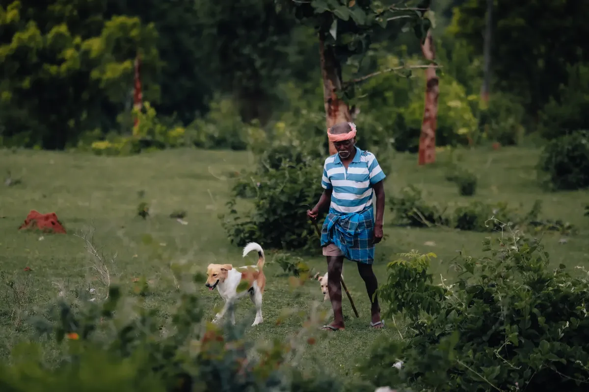 Elderly man in striped shirt and traditional attire walks a dog in a green field, showcasing rural life.