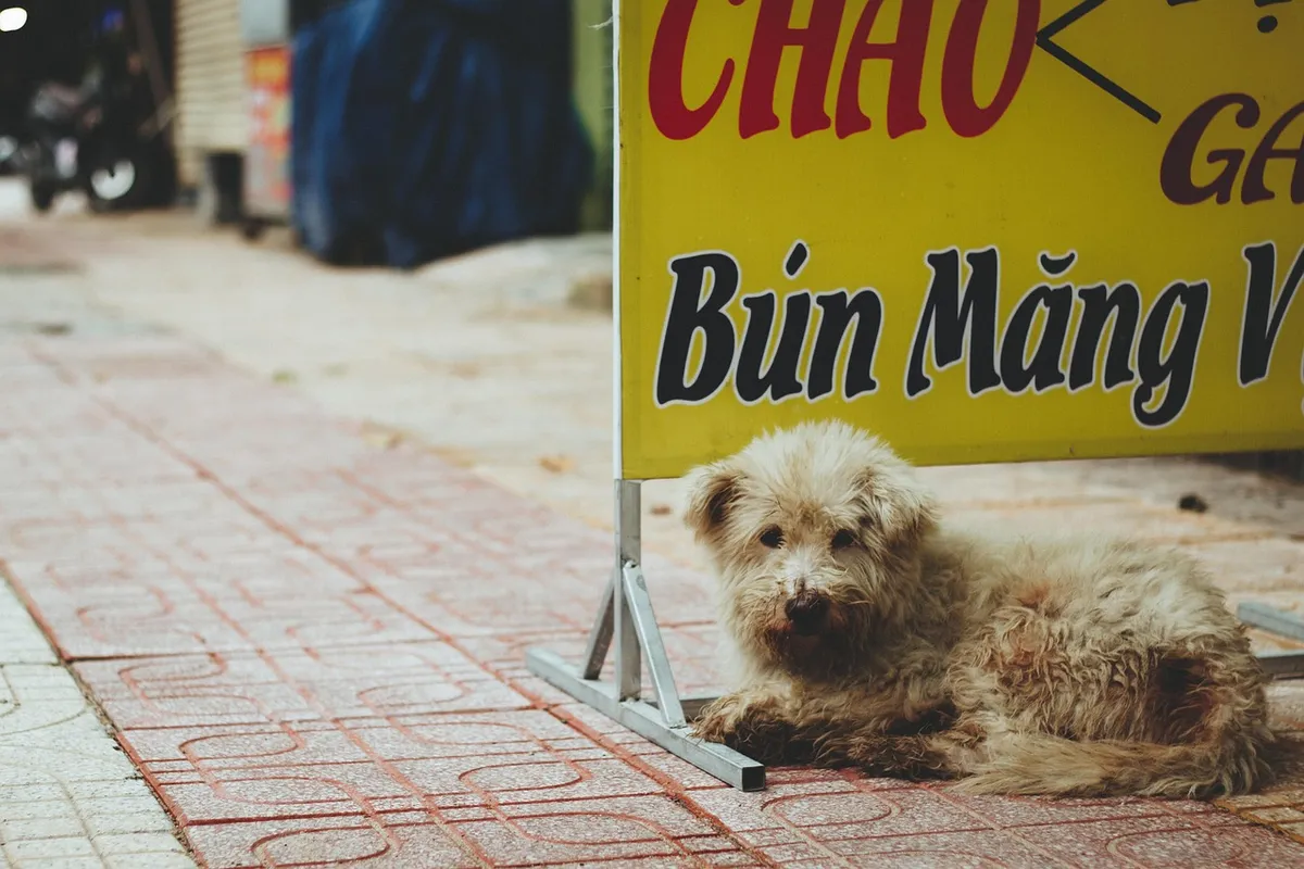 street, dog, vietnam, nha trang, pet, city life, animal, daily life