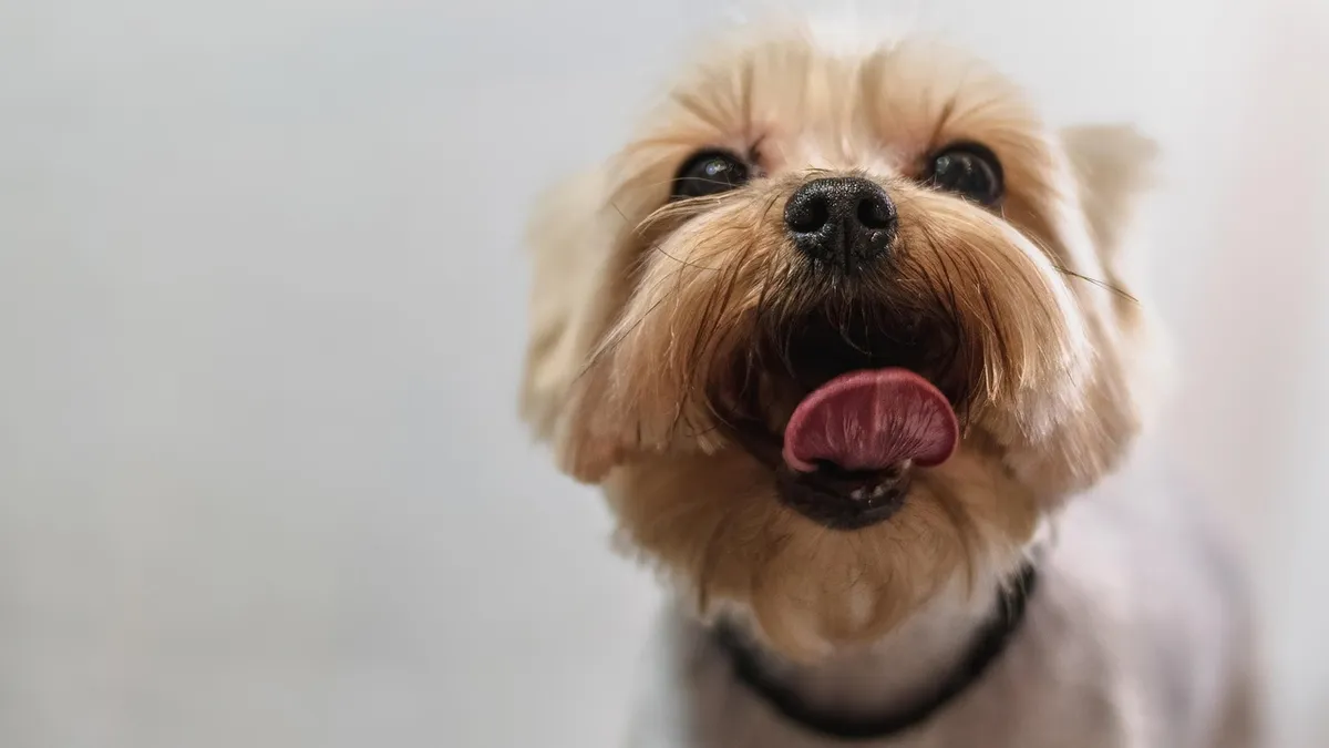 dog, grooming, nature, professional, haircut, animal, pet care, pet, canine, dog haircut, domestic animal