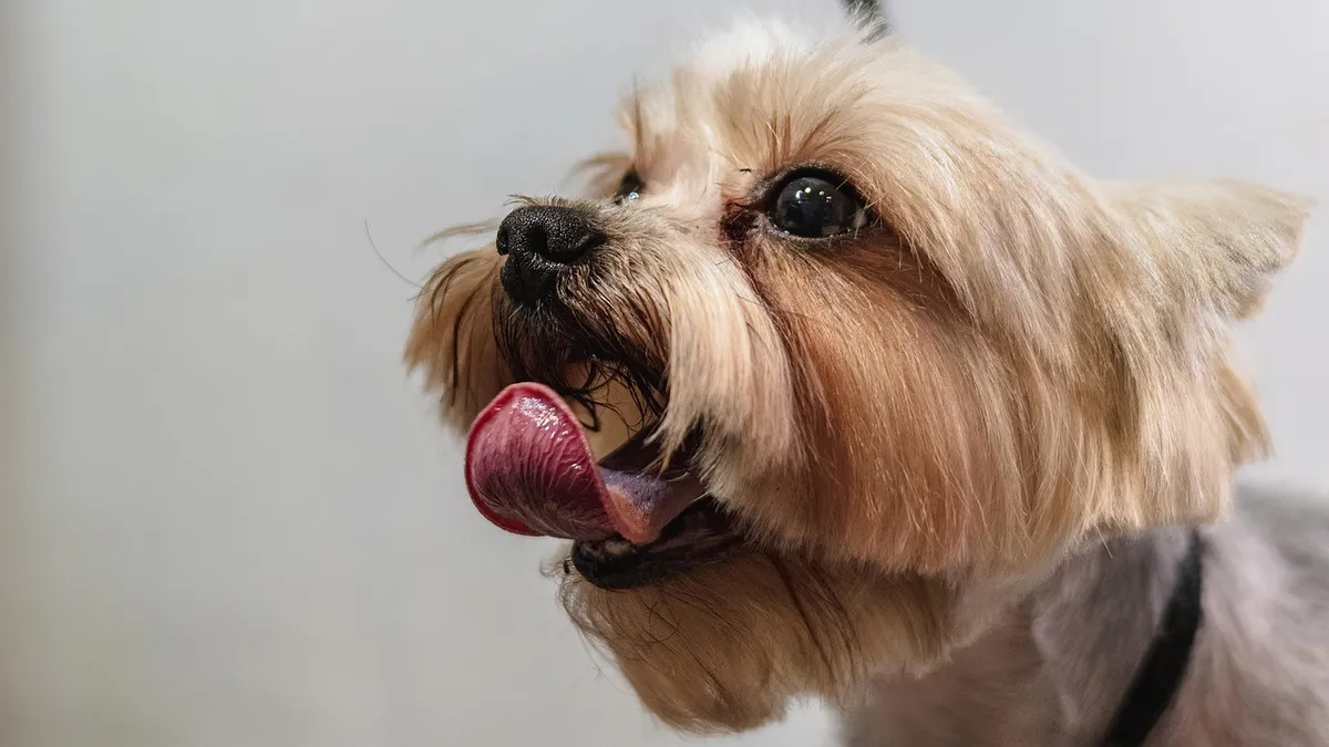 dog, grooming, professional, haircut, animal, pet care, nature, pet, canine, dog haircut, domestic animal