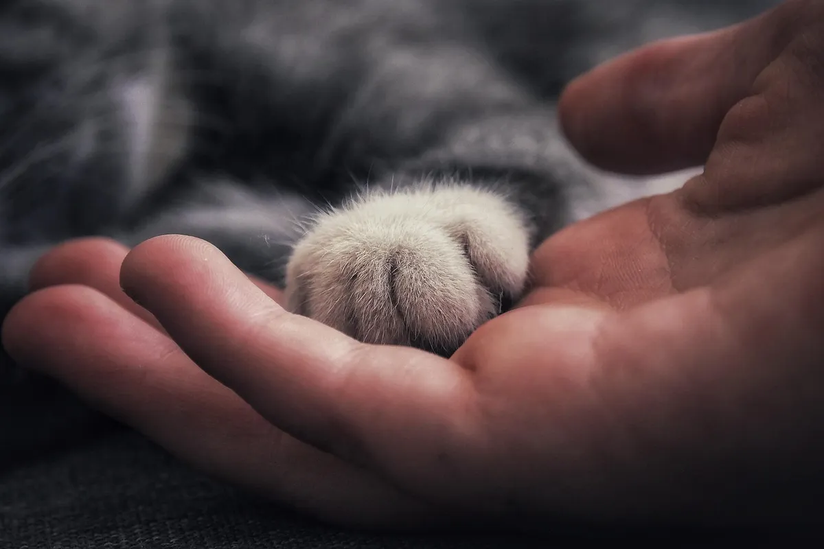 cat, human, pet, hand, paw, trust, friendship, animal, companion, companionship, relationship, idea, close up