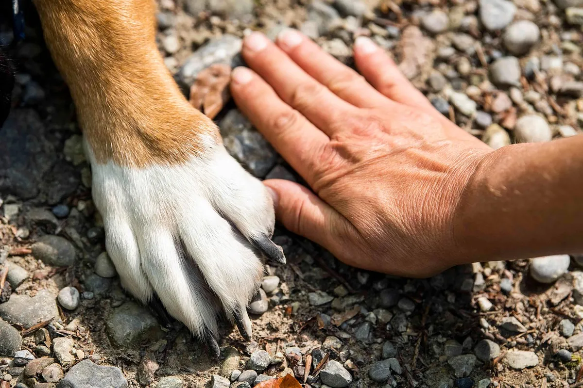 paw, dog, hand, animal, pet, friends