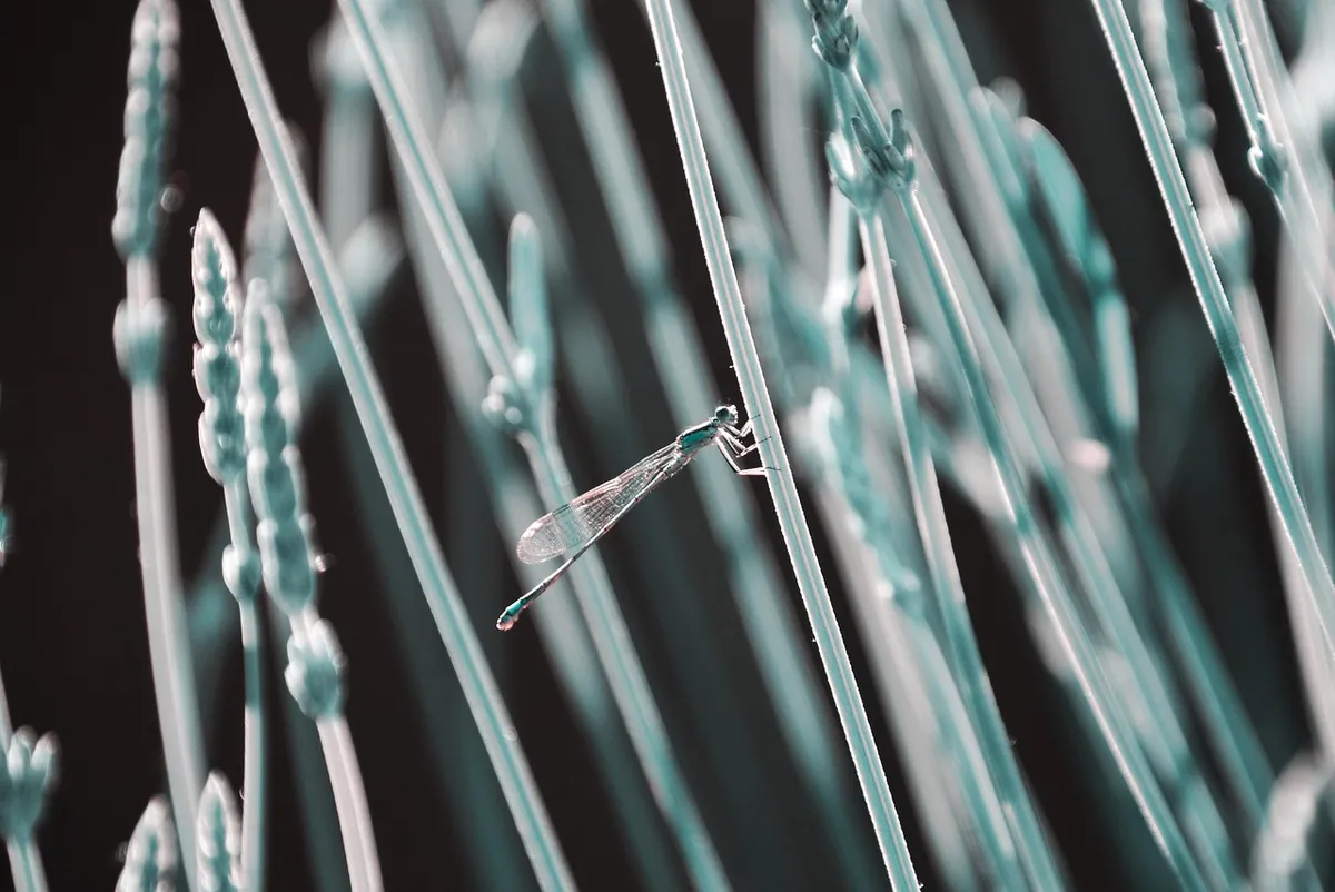 grass, hideout, dragonfly, translucent, fiberglass, backlight, holding on, shelter, nature, fiberglass, fiberglass, fiberglass, fiberglass, fiberglass