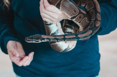 Reptile Hide Guide: How To Ensure Your Pet Feels Safe