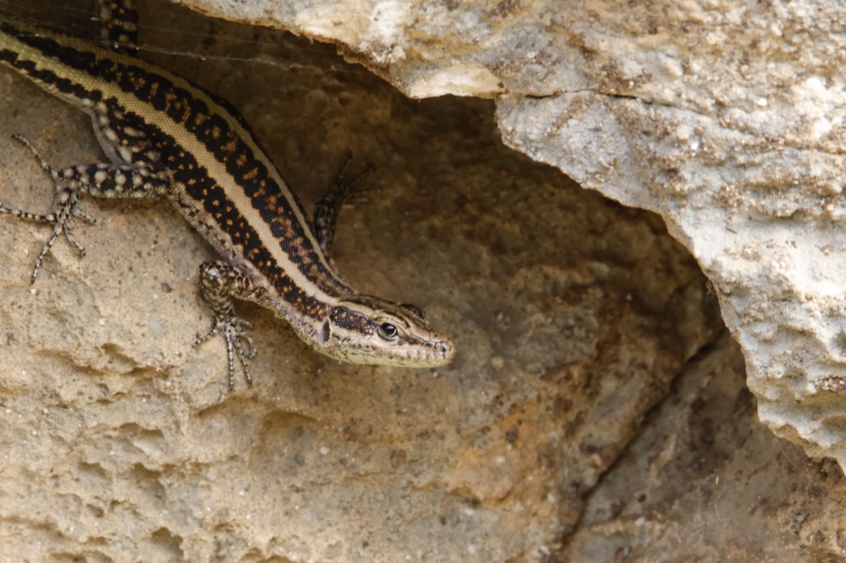 Reptile multi-layer hide in naturalistic canopy