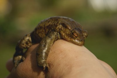 Cachette reptile : guide pour un habitat sécurisé et optimal