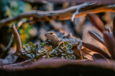 Schuilplaats Reptiel: Beste materialen en 20% ruimte nodig